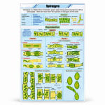 Spirogyra Chart